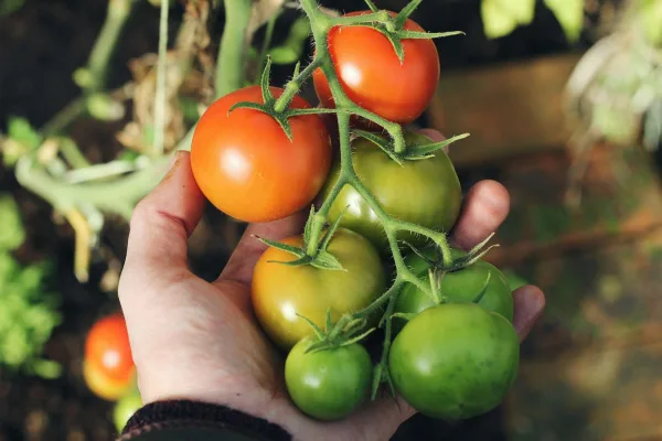 Hand hält eine Rispe mit roten und grünen Tomaten an der Pflanze