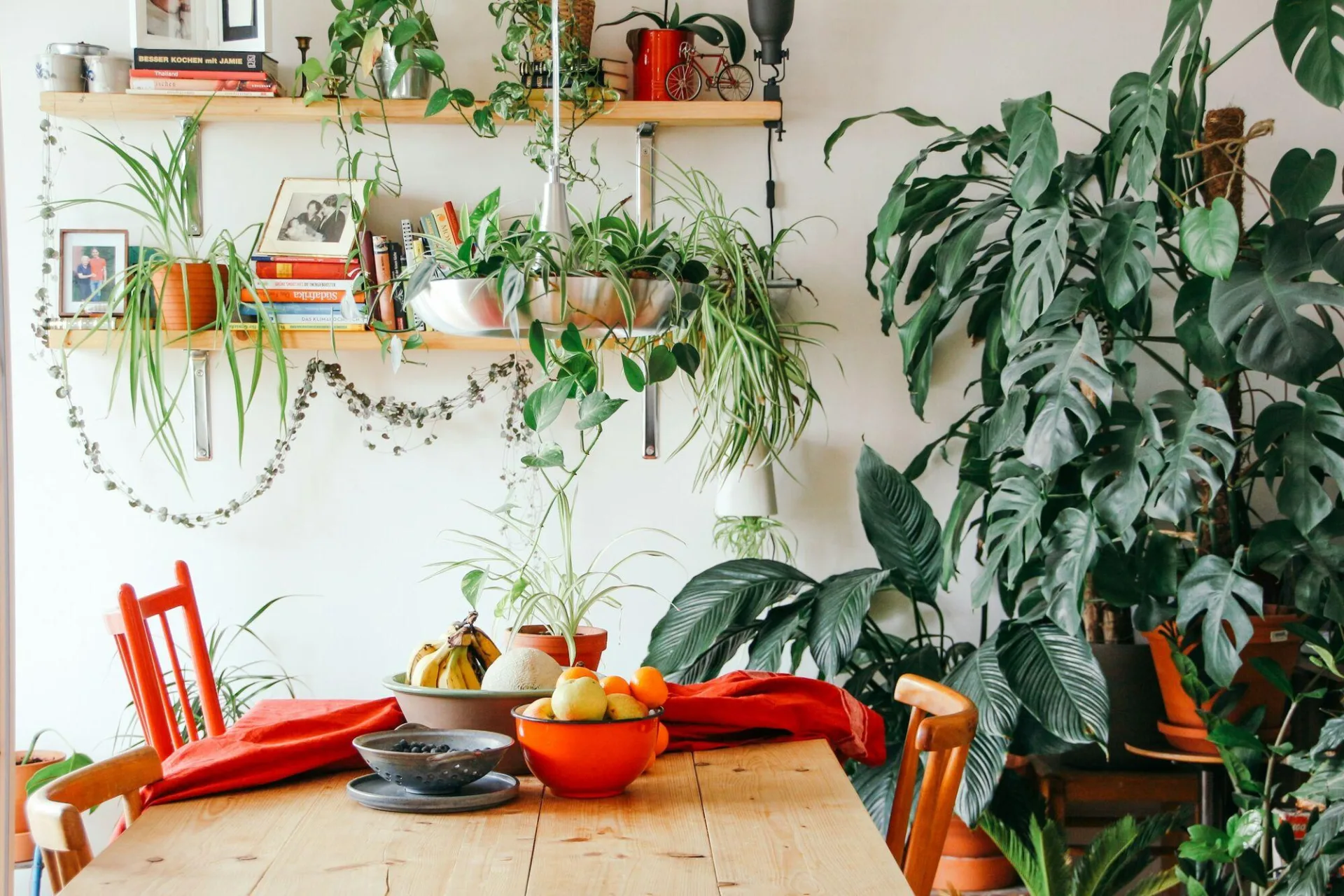 Helle Wohnküche mit Monstera, Ampelpflanzen und Regalen voller Grünpflanzen