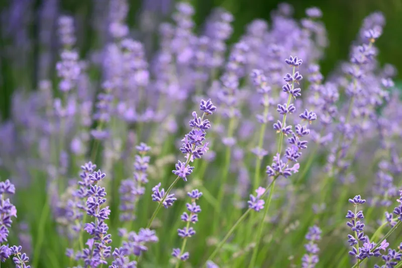 Blühender Lavendel in sanftem Tageslicht