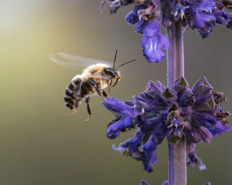 Biene fliegt eine blühende Salbeiblüte an